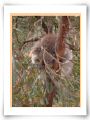 048 Koala.jpg